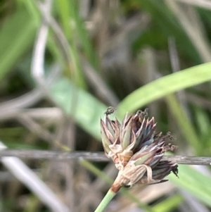 Juncus falcatus at Paddys River, ACT - 21 Jan 2023