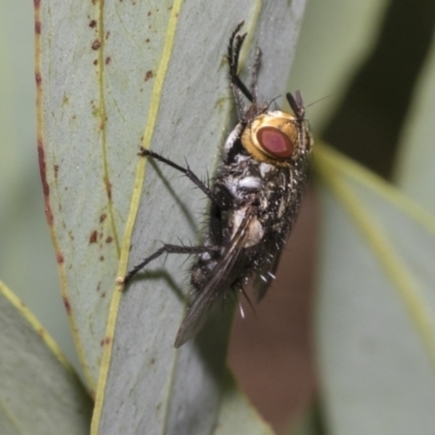 Tachinidae (family) (Unidentified Bristle fly) at Higgins, ACT - 12 Jan 2023 by AlisonMilton