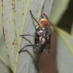 Tachinidae (family) at Higgins, ACT - 12 Jan 2023