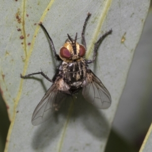 Tachinidae (family) at Higgins, ACT - 12 Jan 2023