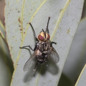 Tachinidae (family) at Higgins, ACT - 12 Jan 2023