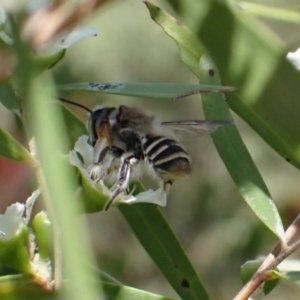 Megachile (Eutricharaea) maculariformis at Murrumbateman, NSW - 27 Jan 2023 04:10 PM