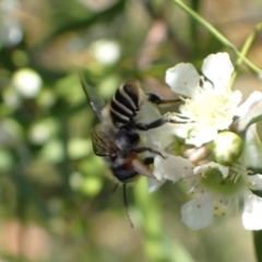 Megachile (Eutricharaea) maculariformis at Murrumbateman, NSW - 27 Jan 2023 04:10 PM