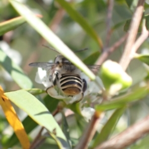 Megachile (Eutricharaea) maculariformis at Murrumbateman, NSW - 27 Jan 2023 04:10 PM