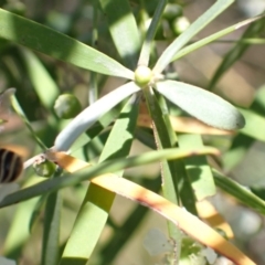 Megachile (Eutricharaea) maculariformis at Murrumbateman, NSW - 27 Jan 2023 04:10 PM