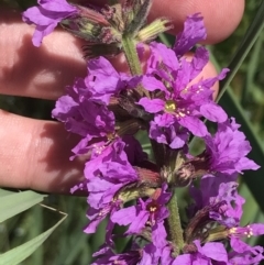 Lythrum salicaria at Paddys River, ACT - 2 Jan 2023