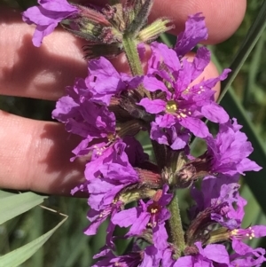 Lythrum salicaria at Paddys River, ACT - 2 Jan 2023