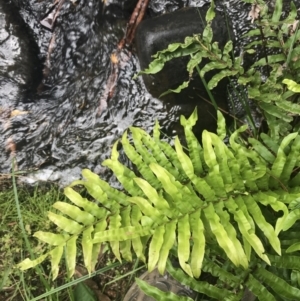 Blechnum minus at Paddys River, ACT - 2 Jan 2023