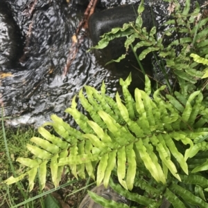 Blechnum minus at Paddys River, ACT - 2 Jan 2023