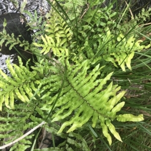 Blechnum minus at Paddys River, ACT - 2 Jan 2023