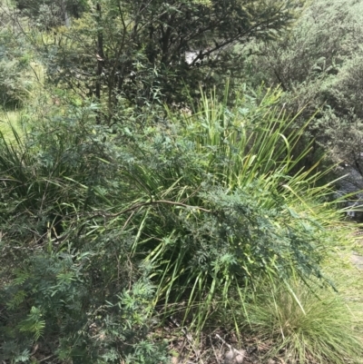 Acacia parramattensis (Parramatta Green Wattle) at Paddys River, ACT - 2 Jan 2023 by Tapirlord