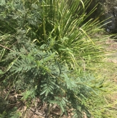 Acacia parramattensis at Paddys River, ACT - 2 Jan 2023