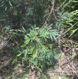 Acacia parramattensis at Paddys River, ACT - 2 Jan 2023 01:21 PM