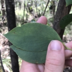 Eucalyptus stellulata (Black Sally) at Paddys River, ACT - 2 Jan 2023 by Tapirlord