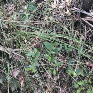 Eucalyptus stellulata at Paddys River, ACT - 2 Jan 2023 12:19 PM