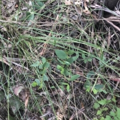 Eucalyptus stellulata at Paddys River, ACT - 2 Jan 2023 12:19 PM