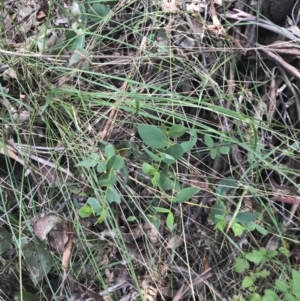 Eucalyptus stellulata at Paddys River, ACT - 2 Jan 2023 12:19 PM