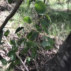 Eucalyptus stellulata at Paddys River, ACT - 2 Jan 2023 12:19 PM