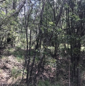 Eucalyptus stellulata at Paddys River, ACT - 2 Jan 2023 12:19 PM