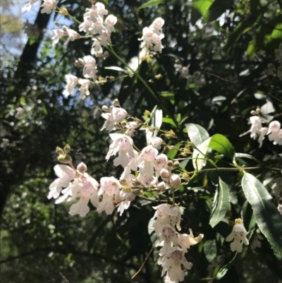 Prostanthera lasianthos (Victorian Christmas Bush) at Paddys River, ACT - 2 Jan 2023 by Tapirlord