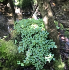 Australina pusilla subsp. muelleri at Paddys River, ACT - 2 Jan 2023