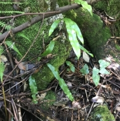 Microsorum pustulatum subsp. pustulatum (Kangaroo Fern) at Tidbinbilla Nature Reserve - 2 Jan 2023 by Tapirlord
