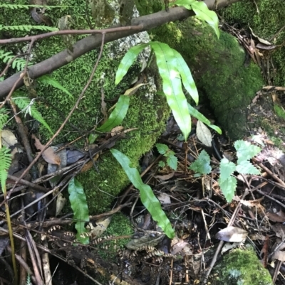 Microsorum pustulatum subsp. pustulatum (Kangaroo Fern) at Paddys River, ACT - 2 Jan 2023 by Tapirlord