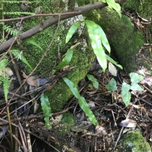 Zealandia pustulata subsp. pustulata at Paddys River, ACT - 2 Jan 2023