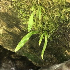 Microsorum pustulatum subsp. pustulatum (Kangaroo Fern) at Tidbinbilla Nature Reserve - 2 Jan 2023 by Tapirlord