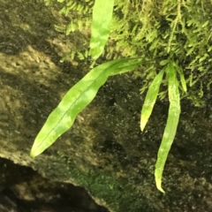 Zealandia pustulata subsp. pustulata at Paddys River, ACT - 2 Jan 2023 11:22 AM