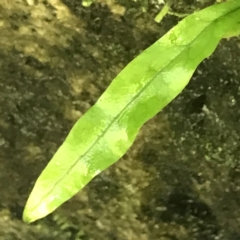 Zealandia pustulata subsp. pustulata at Paddys River, ACT - 2 Jan 2023