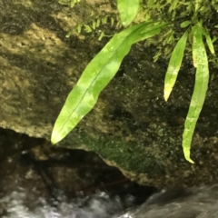 Zealandia pustulata subsp. pustulata at Paddys River, ACT - 2 Jan 2023