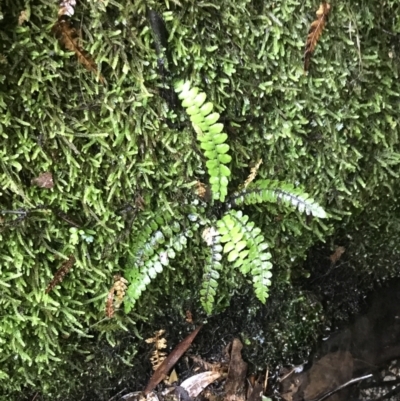 Blechnum fluviatile (Way Water Fern) at Paddys River, ACT - 2 Jan 2023 by Tapirlord