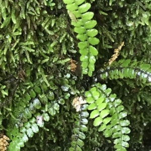 Blechnum fluviatile at Paddys River, ACT - 2 Jan 2023