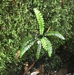 Blechnum fluviatile at Paddys River, ACT - 2 Jan 2023