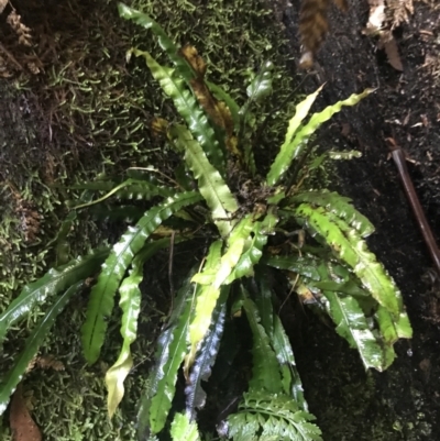 Blechnum patersonii subsp. patersonii (Strap Water Fern) at Paddys River, ACT - 2 Jan 2023 by Tapirlord