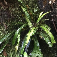 Blechnum patersonii subsp. patersonii at Paddys River, ACT - 2 Jan 2023