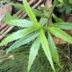 Senecio linearifolius var. denticulatus (Toothed Fireweed Groundsel) at Paddys River, ACT - 2 Jan 2023 by Tapirlord