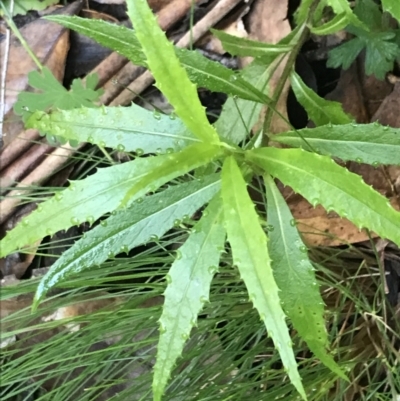 Senecio linearifolius var. denticulatus (Toothed Fireweed Groundsel) at Paddys River, ACT - 2 Jan 2023 by Tapirlord