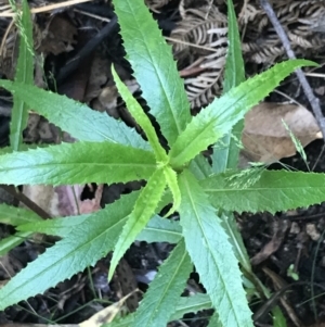 Senecio linearifolius var. denticulatus at Paddys River, ACT - 2 Jan 2023