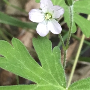 Geranium solanderi var. solanderi at Paddys River, ACT - 2 Jan 2023