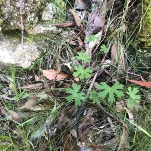 Geranium solanderi var. solanderi at Paddys River, ACT - 2 Jan 2023