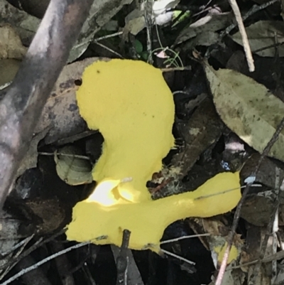Fuligo septica (Scrambled egg slime) at Tidbinbilla Nature Reserve - 1 Jan 2023 by Tapirlord