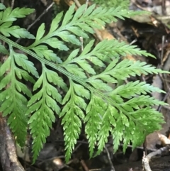 Asplenium gracillimum at Paddys River, ACT - 2 Jan 2023