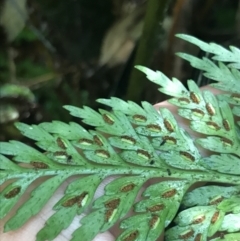 Asplenium gracillimum at Paddys River, ACT - suppressed