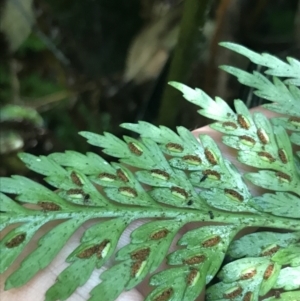 Asplenium gracillimum at Paddys River, ACT - 2 Jan 2023