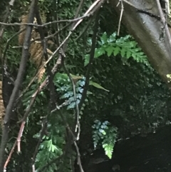 Asplenium gracillimum at Paddys River, ACT - 2 Jan 2023