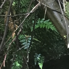 Asplenium gracillimum at Paddys River, ACT - 2 Jan 2023