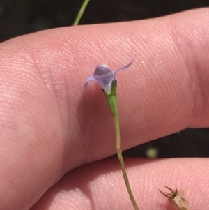 Wahlenbergia gracilis at Paddys River, ACT - 2 Jan 2023 12:06 PM