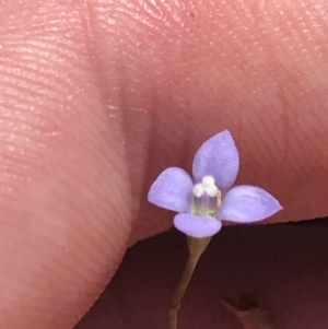 Wahlenbergia gracilis at Paddys River, ACT - 2 Jan 2023 12:06 PM